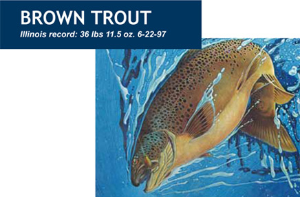 Brown Trout