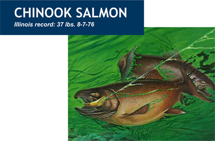 Chinook Salmon