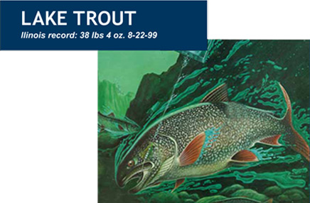 Lake Trout